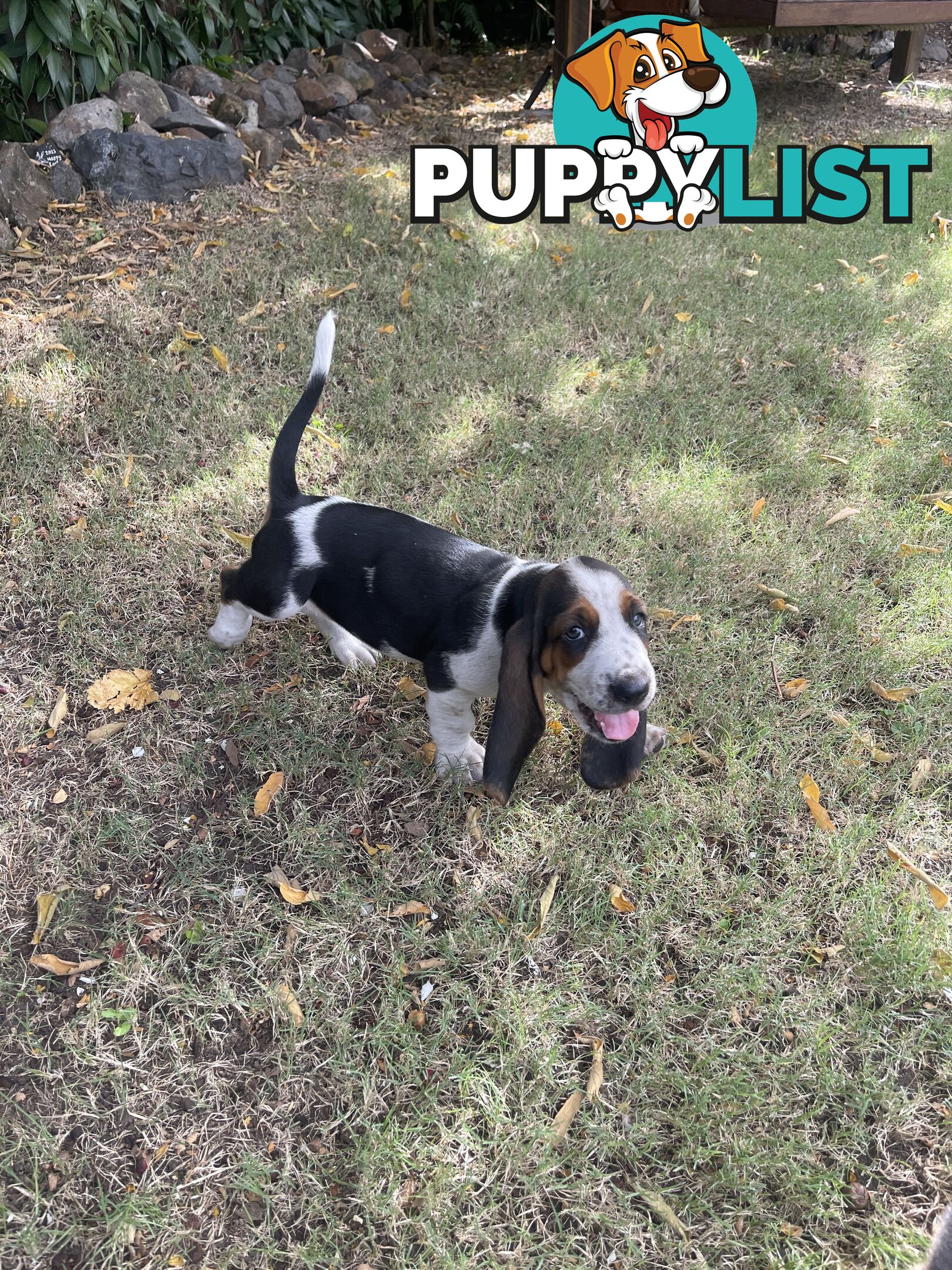 Purebred basset hound pups