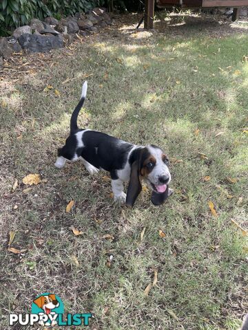 Purebred basset hound pups