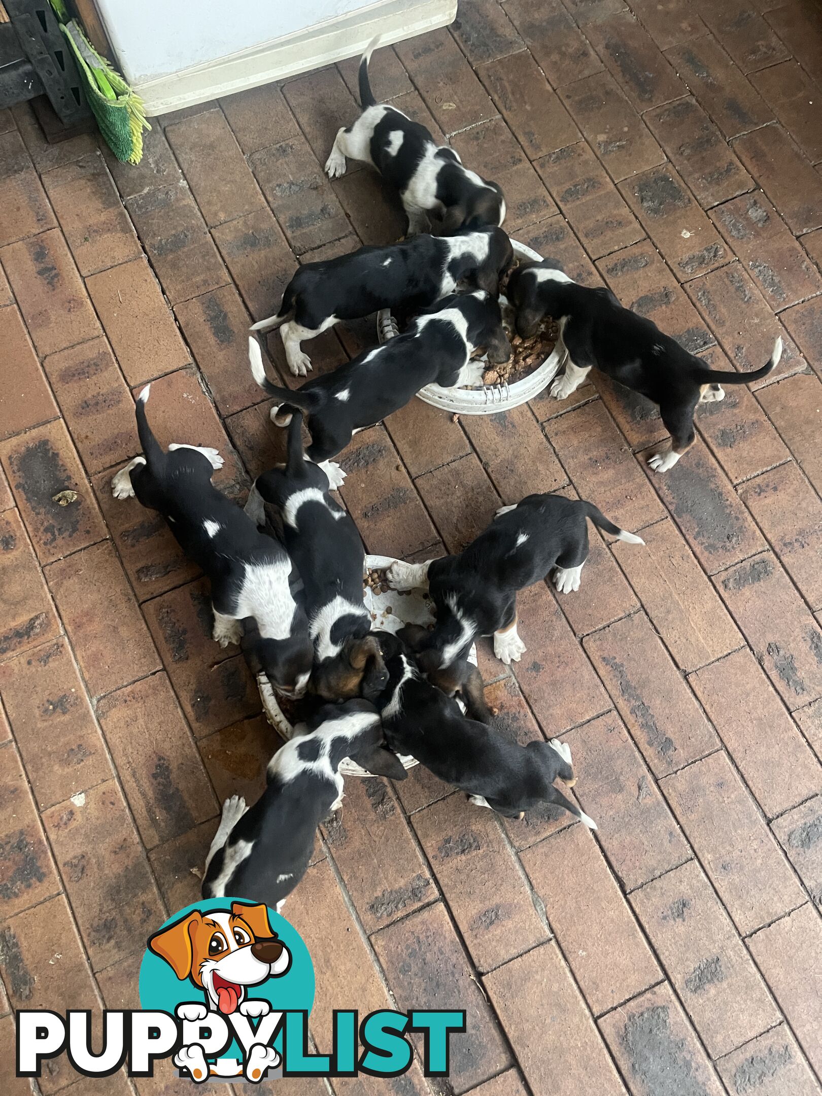 Purebred basset hound pups