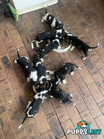 Purebred basset hound pups