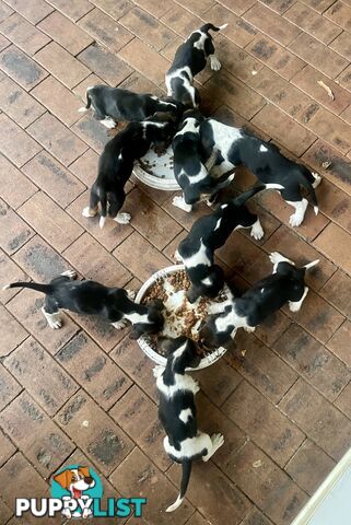 Purebred basset hound pups