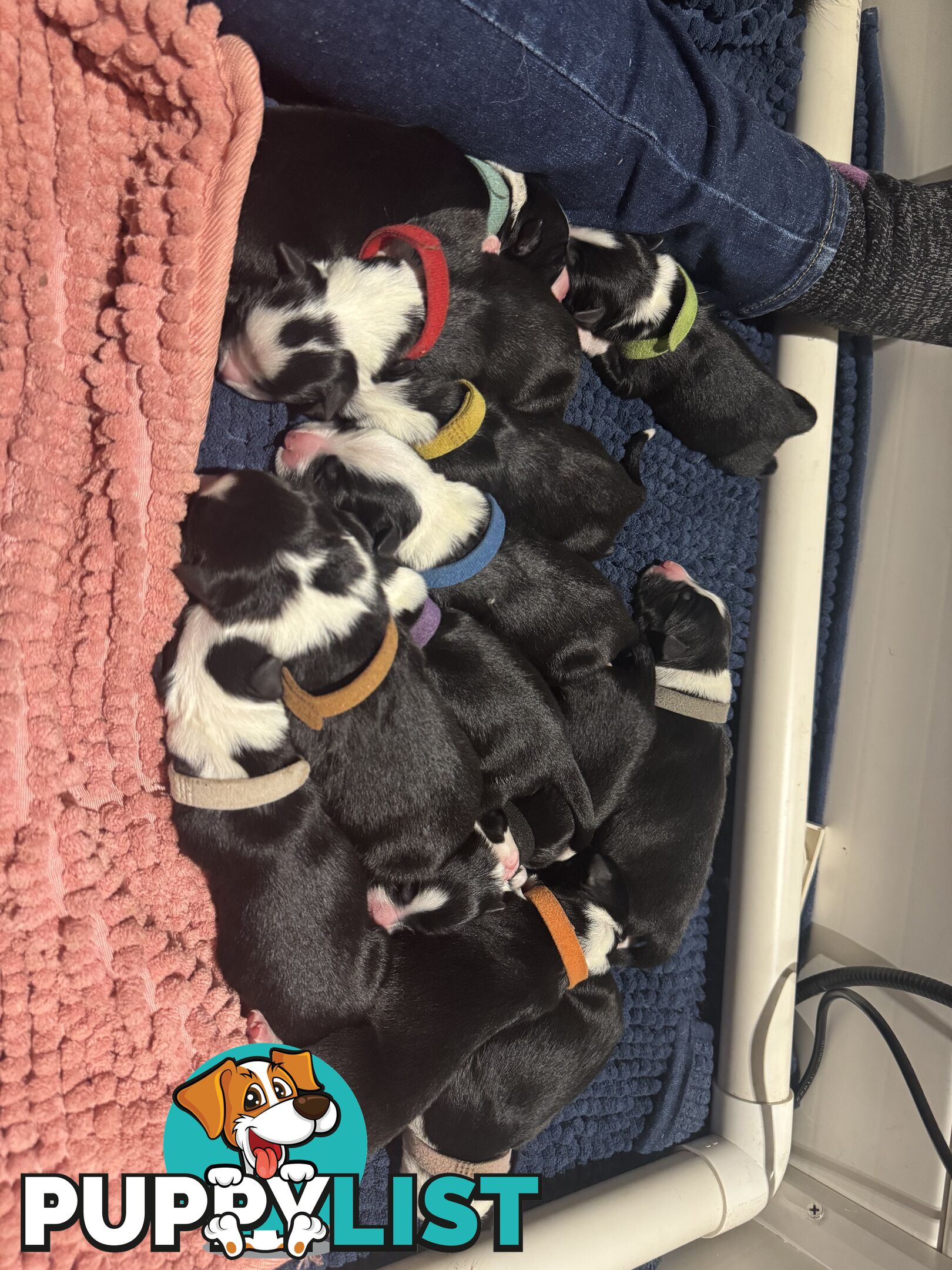 Purebred Black and White Border Collie Pups