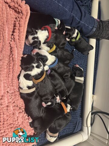 Purebred Black and White Border Collie Pups