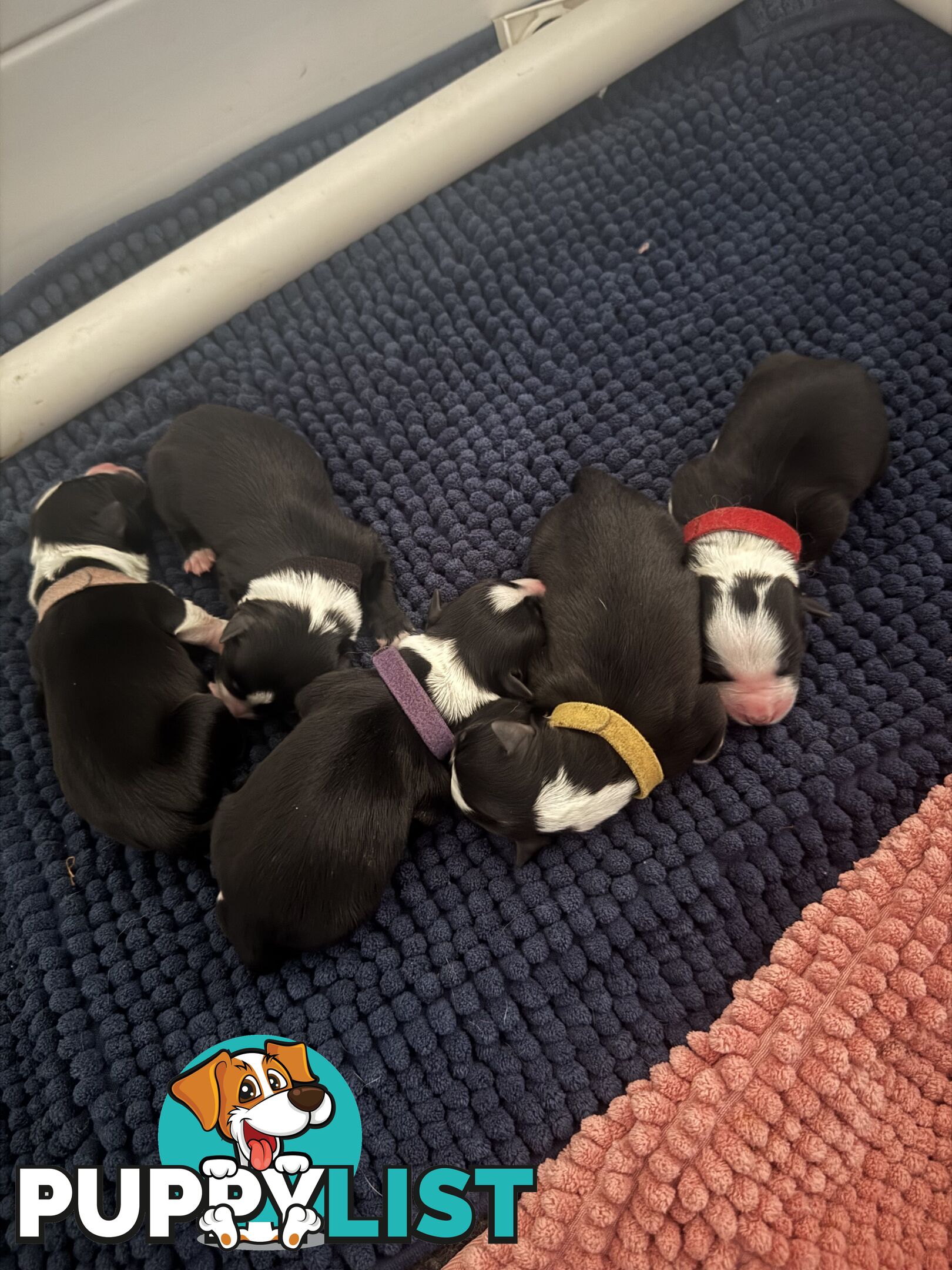 Purebred Black and White Border Collie Pups