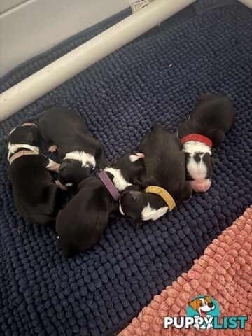 Purebred Black and White Border Collie Pups