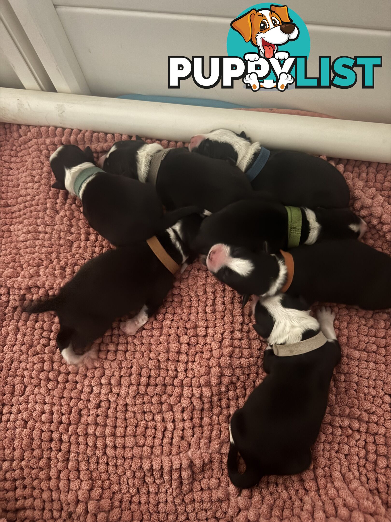 Purebred Black and White Border Collie Pups
