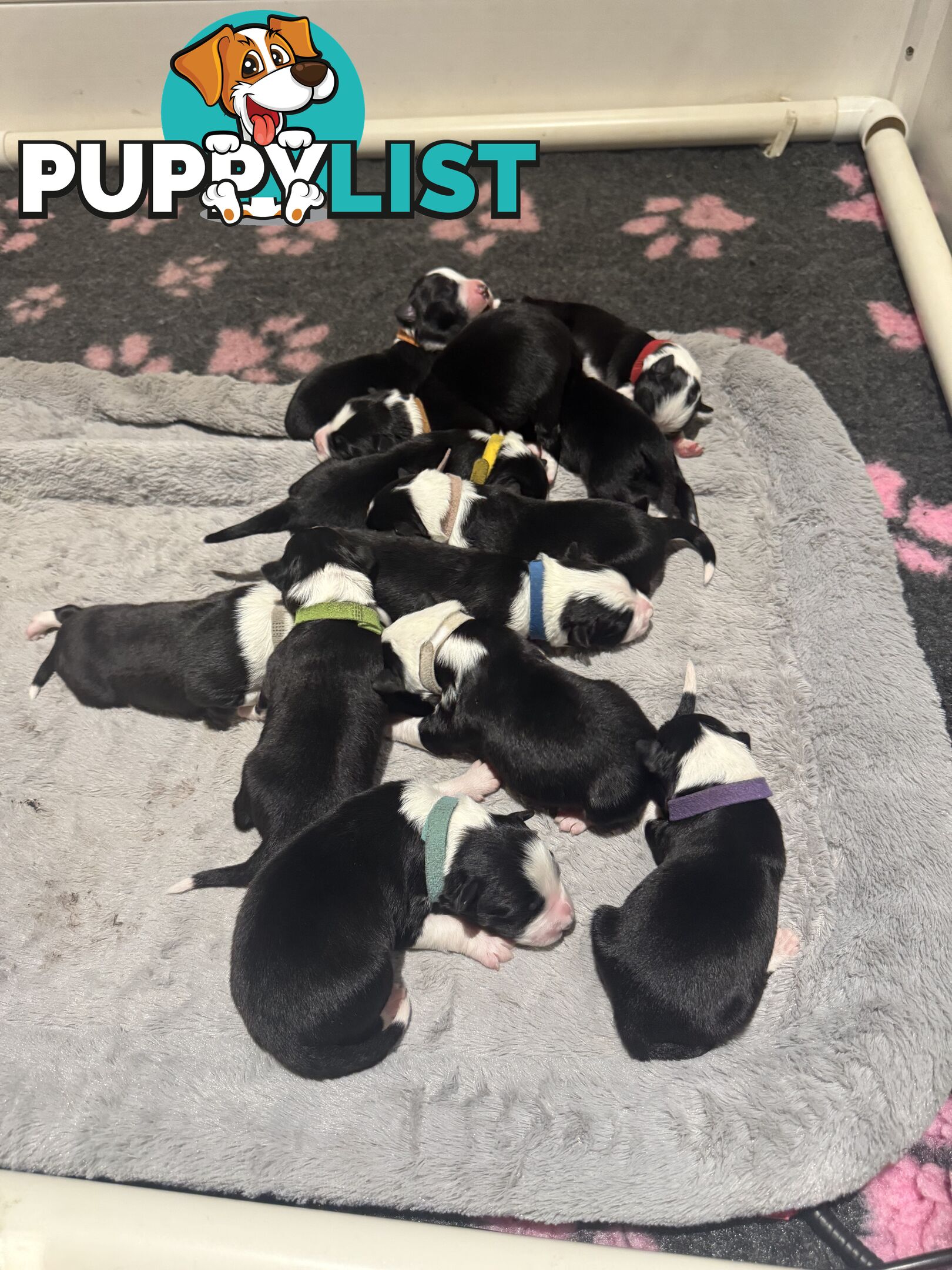 Purebred Black and White Border Collie Pups