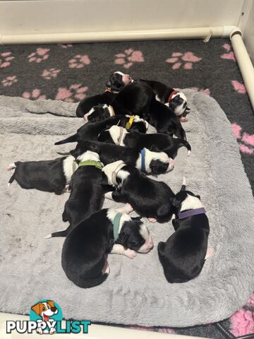Purebred Black and White Border Collie Pups
