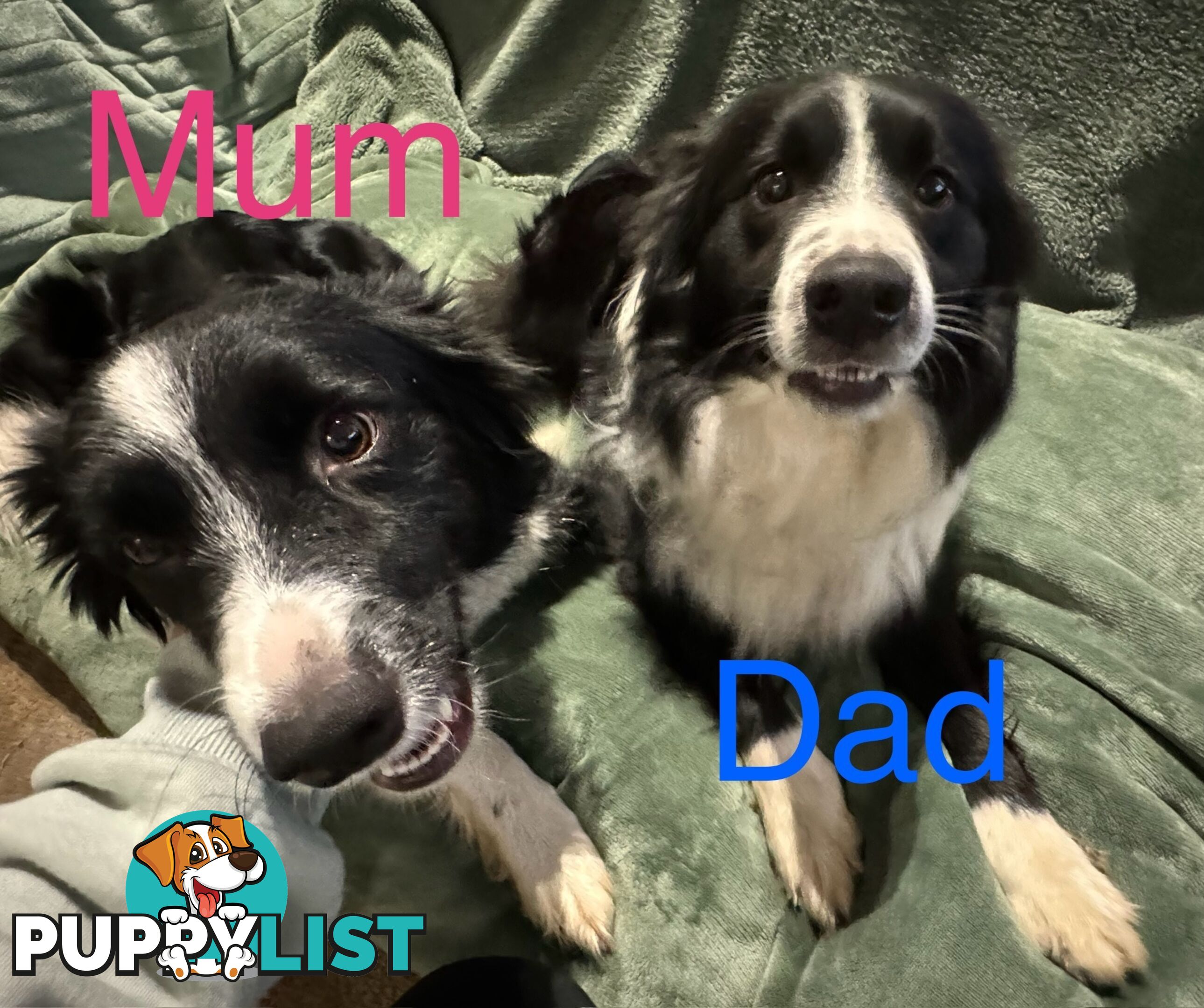 Purebred Black and White Border Collie Pups