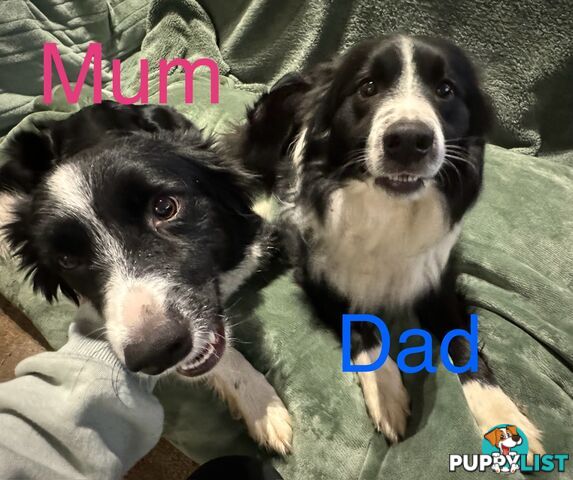 Purebred Black and White Border Collie Pups