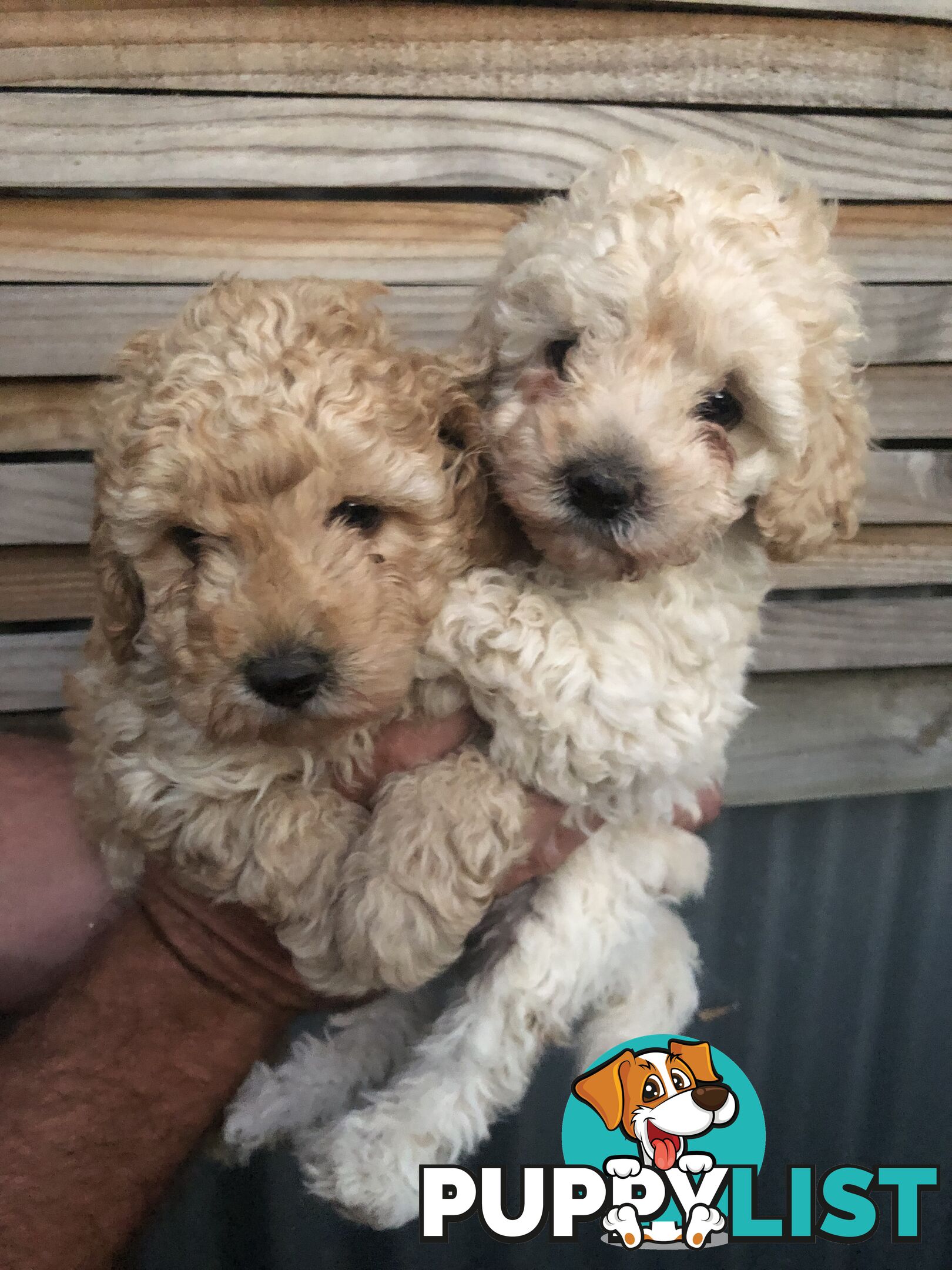 Toy Poodle Puppies