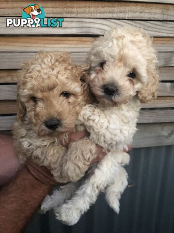 Toy Poodle Puppies