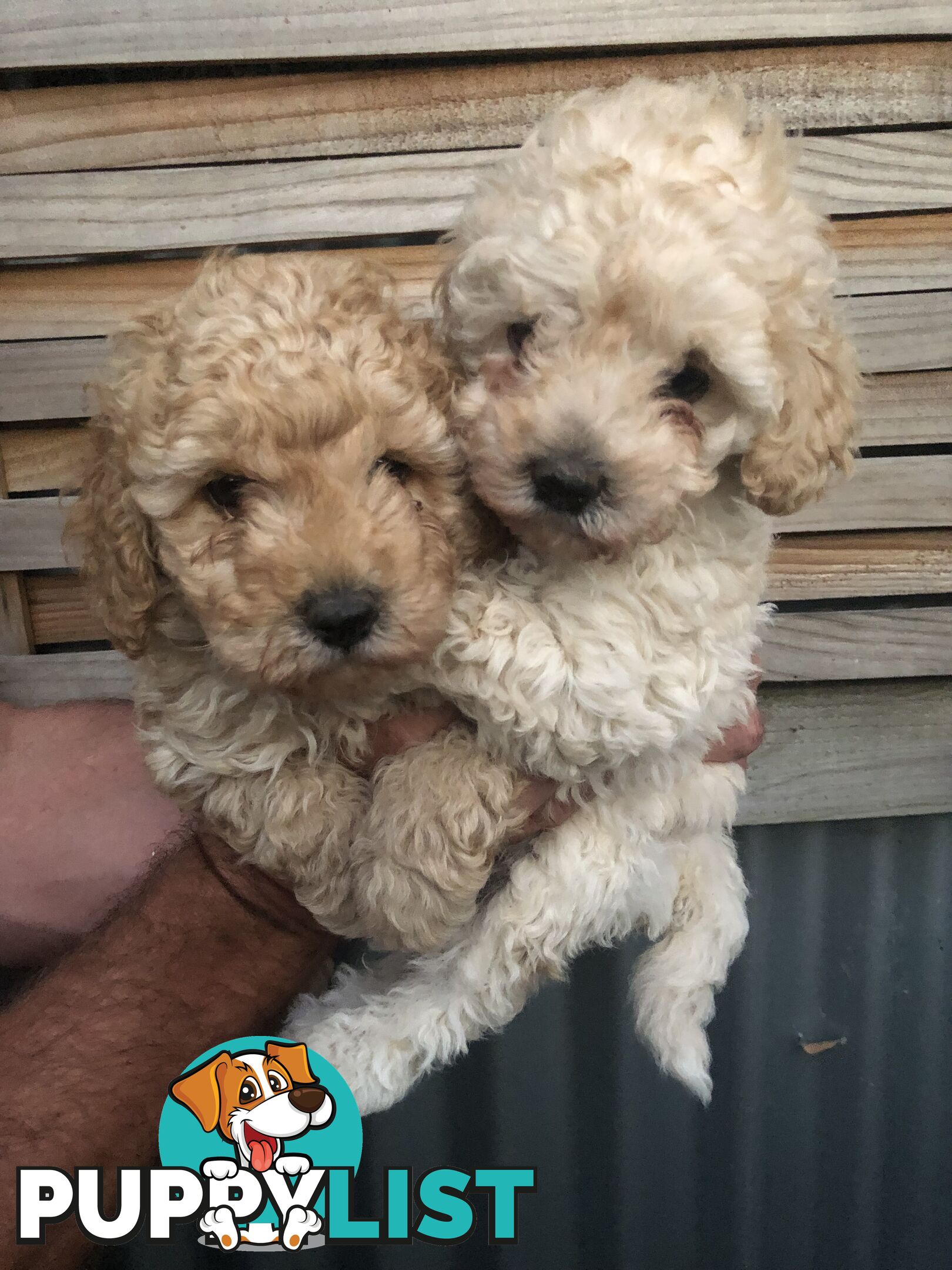 Toy Poodle Puppies