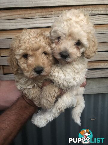 Toy Poodle Puppies