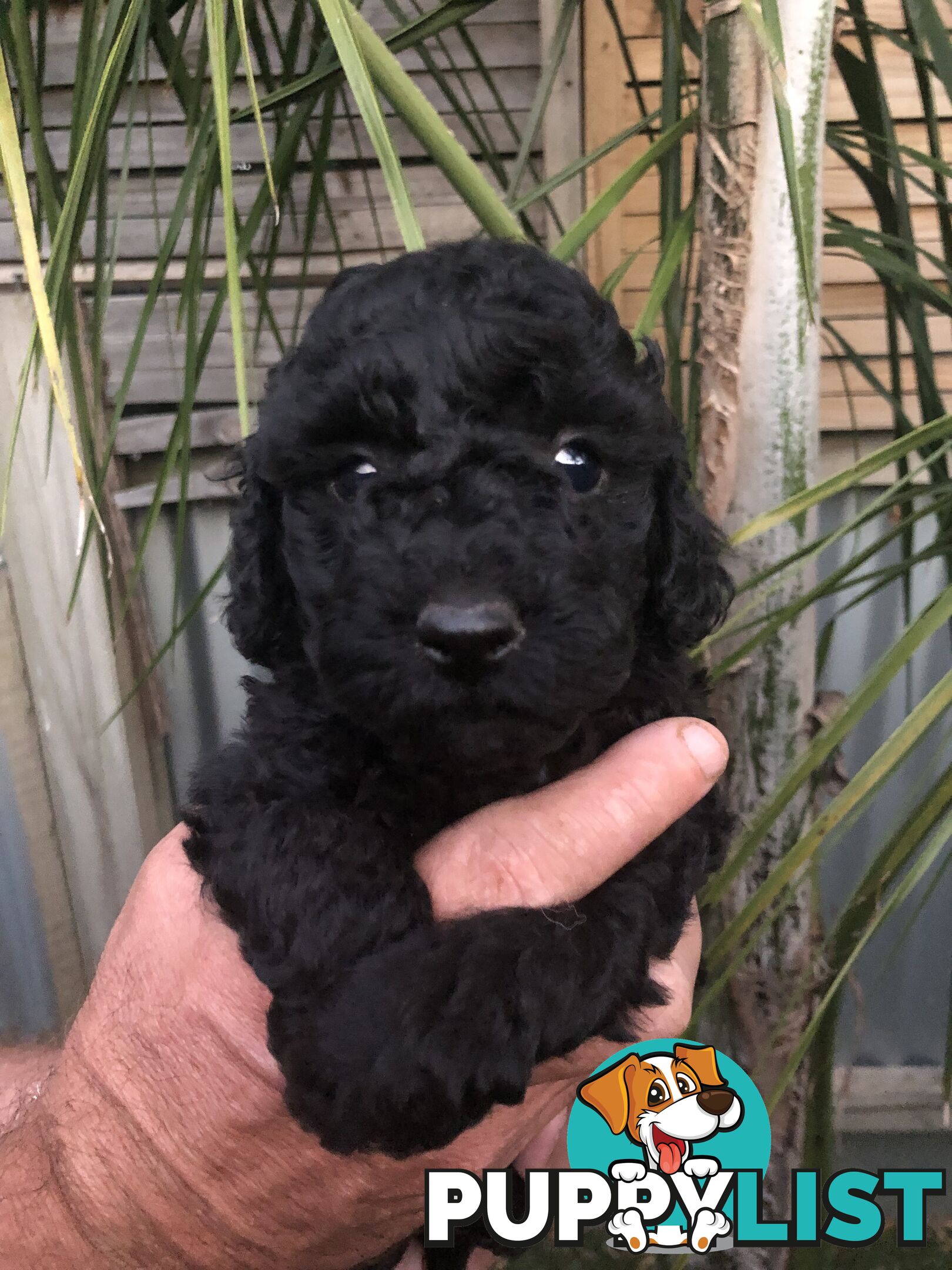 Toy Poodle Puppies