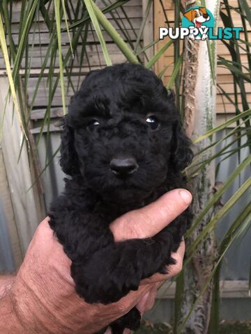 Toy Poodle Puppies