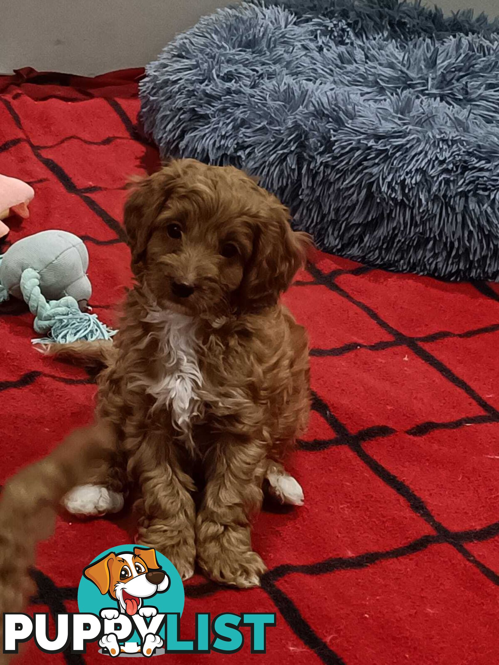 Cavoodle Puppies for sale.