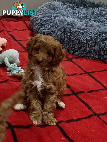 Cavoodle Puppies for sale.