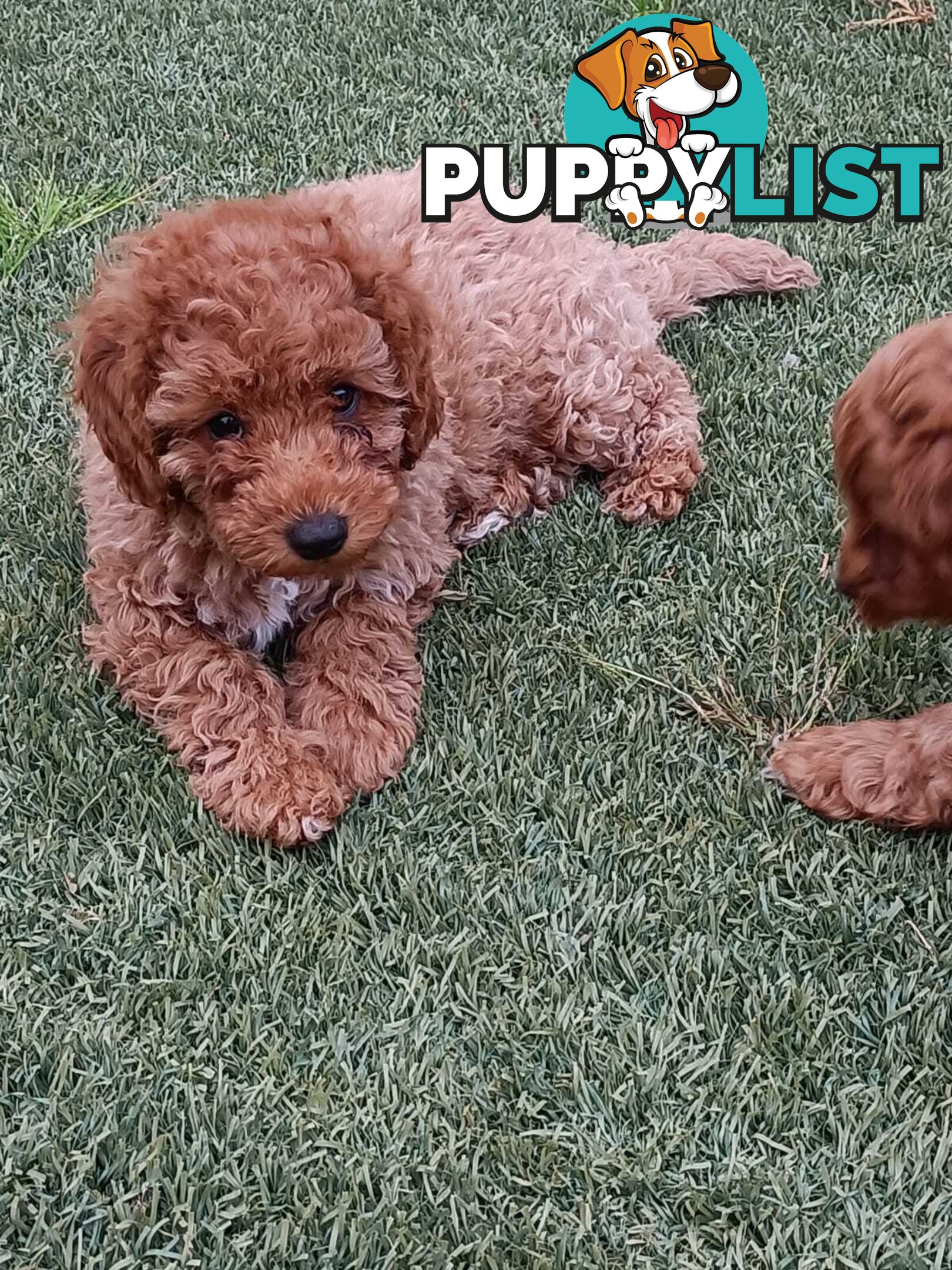 Cavoodle Puppies for sale.