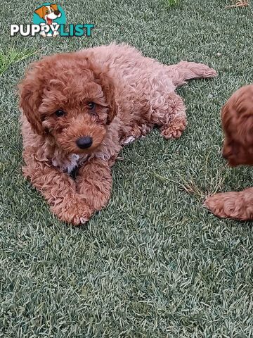 Cavoodle Puppies for sale.