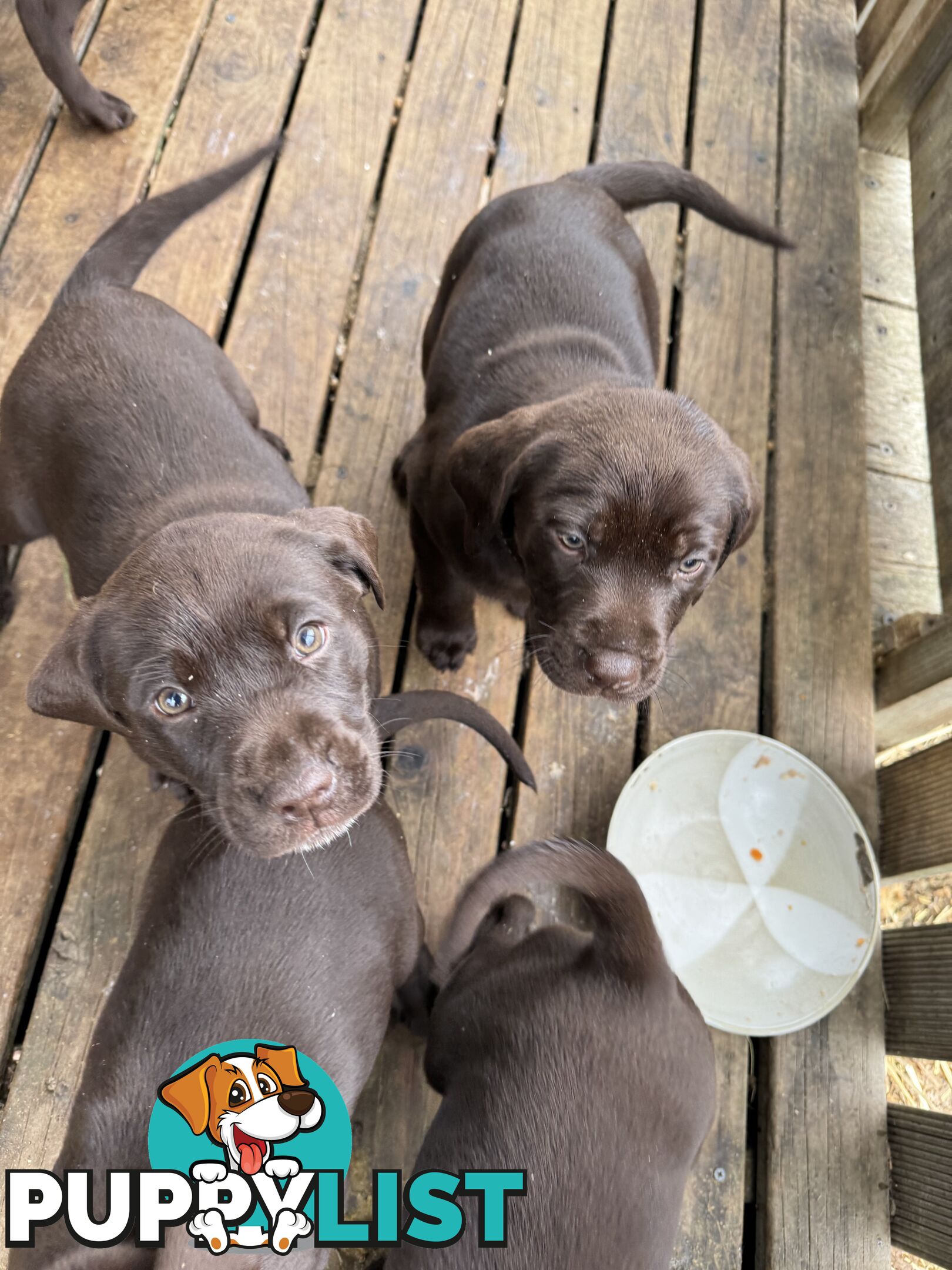 German Shorthaired Pointerx Labradore puppies