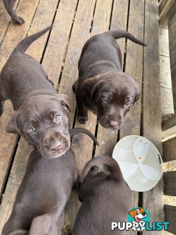 German Shorthaired Pointerx Labradore puppies