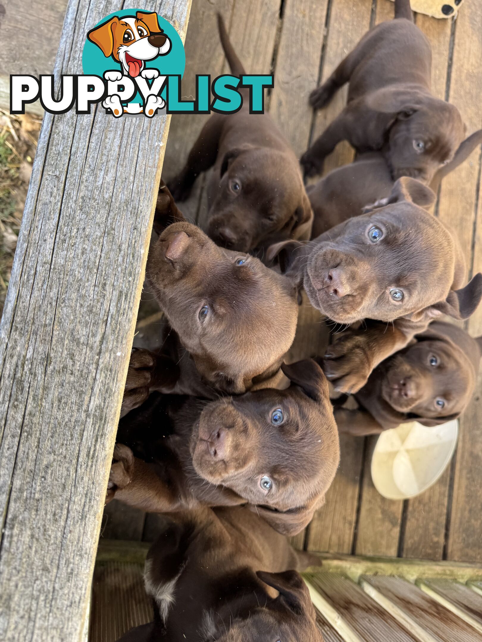 German Shorthaired Pointerx Labradore puppies