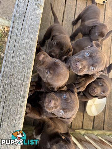 German Shorthaired Pointerx Labradore puppies