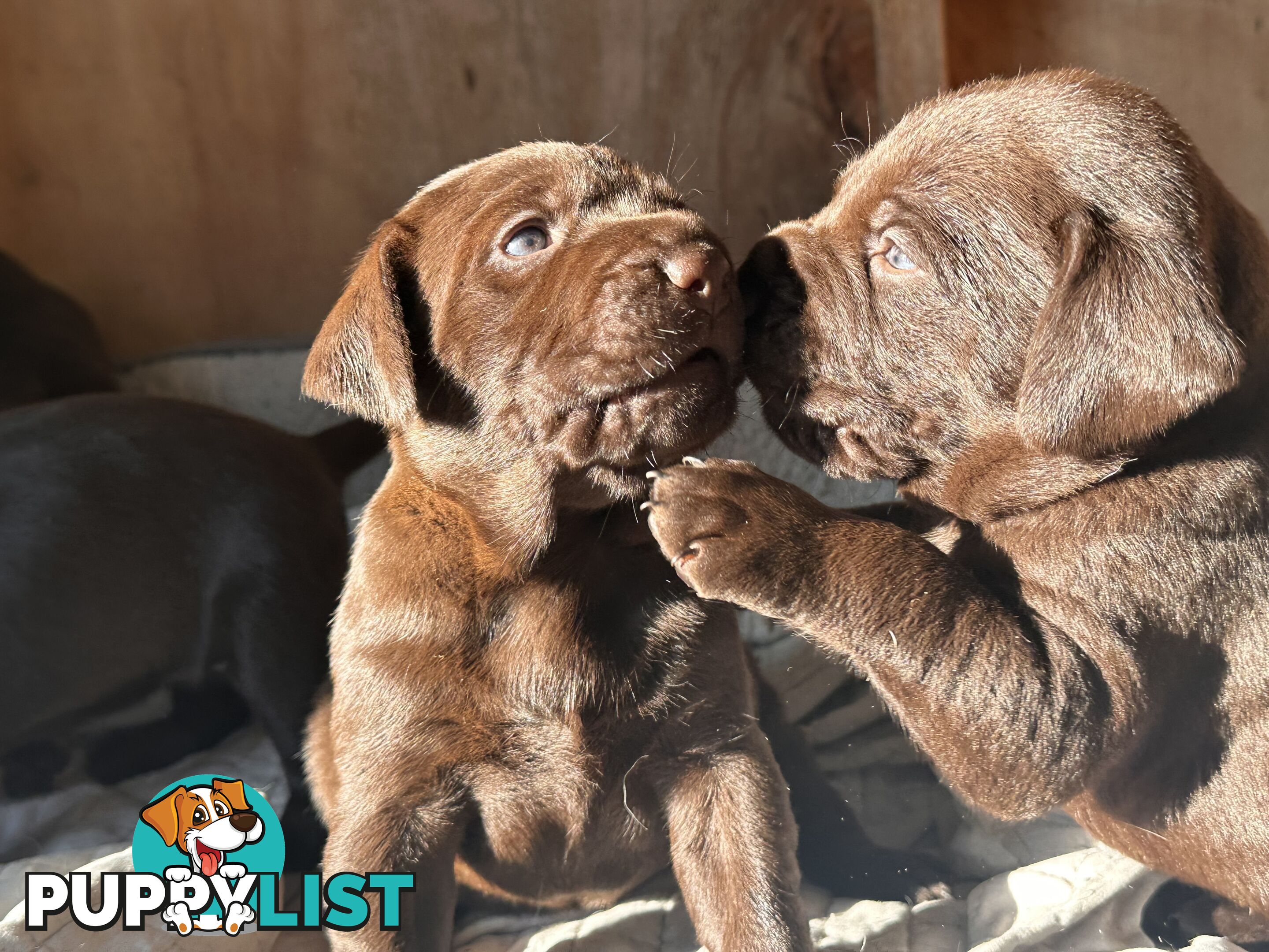 German Shorthaired Pointerx Labradore puppies
