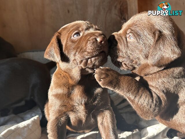German Shorthaired Pointerx Labradore puppies