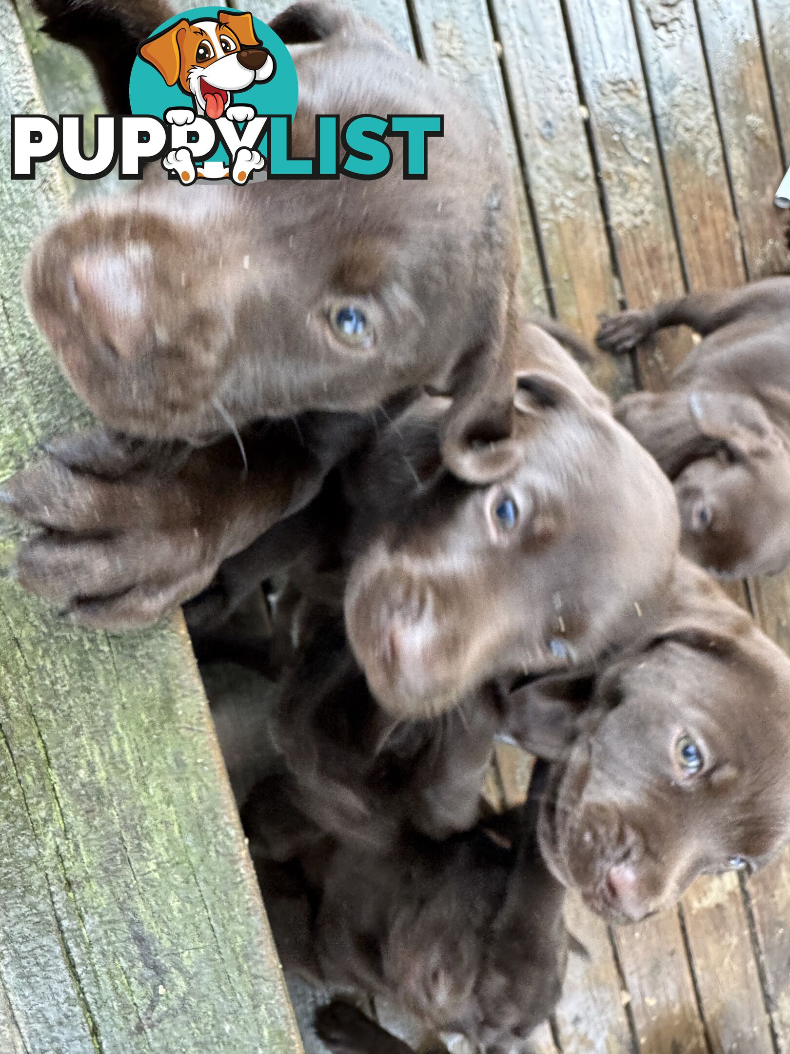 German Shorthaired Pointerx Labradore puppies