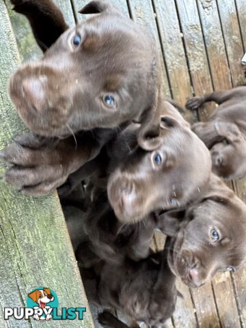 German Shorthaired Pointerx Labradore puppies