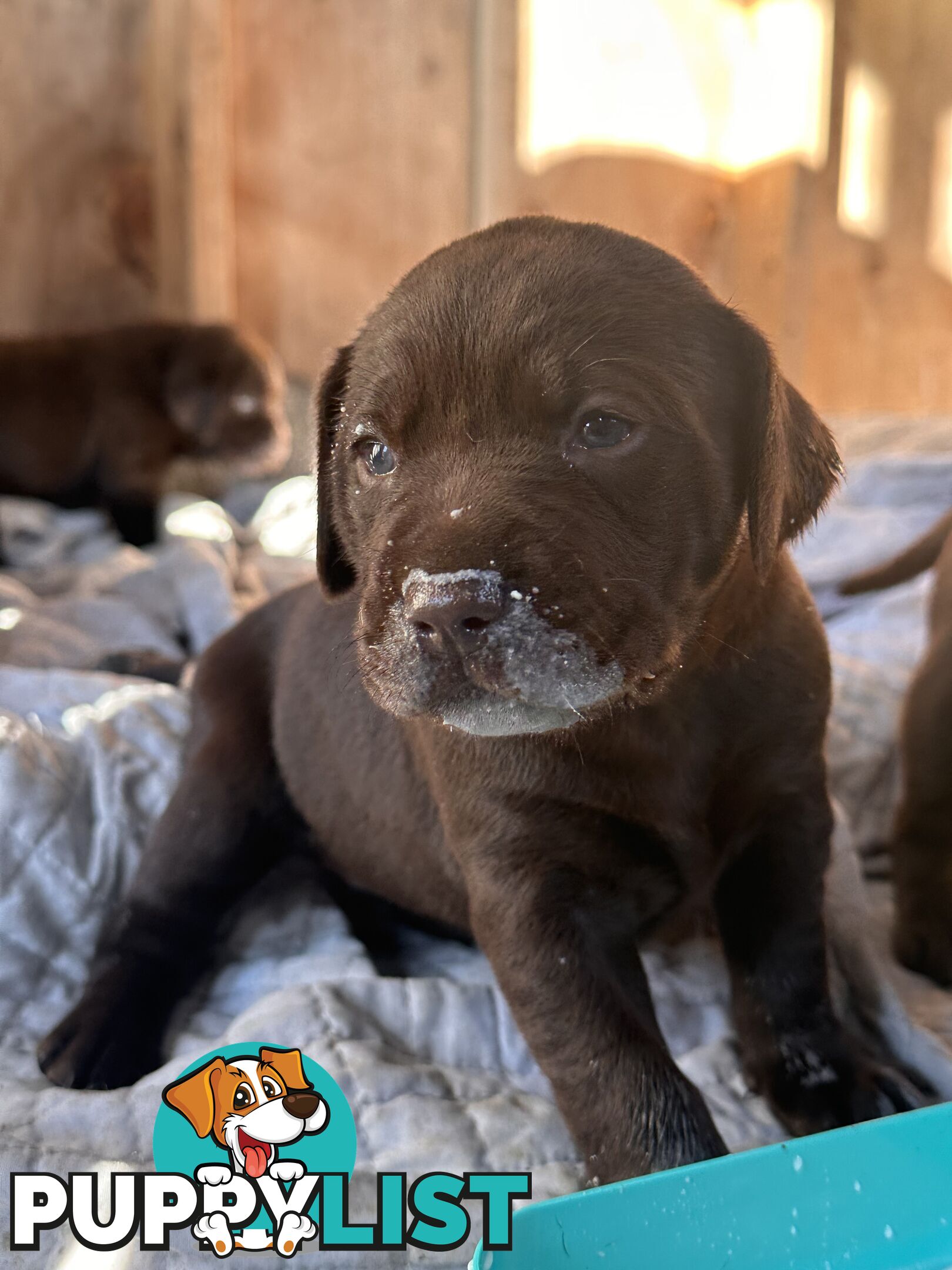 German Shorthaired Pointerx Labradore puppies