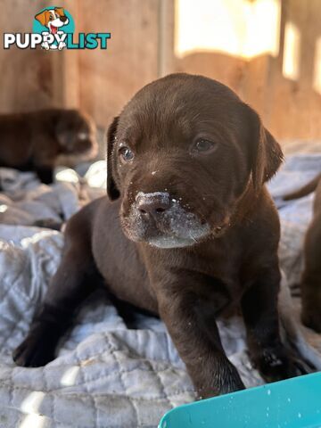 German Shorthaired Pointerx Labradore puppies