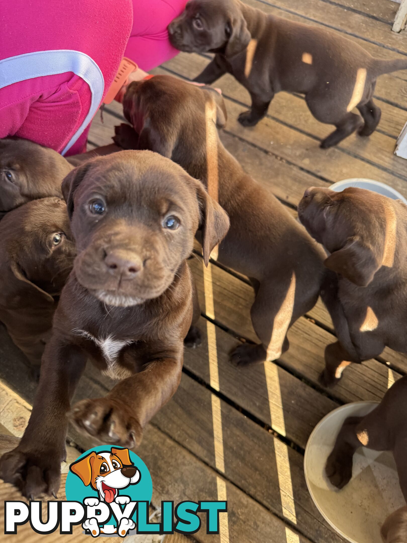 German Shorthaired Pointerx Labradore puppies