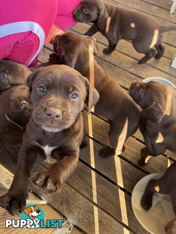 German Shorthaired Pointerx Labradore puppies