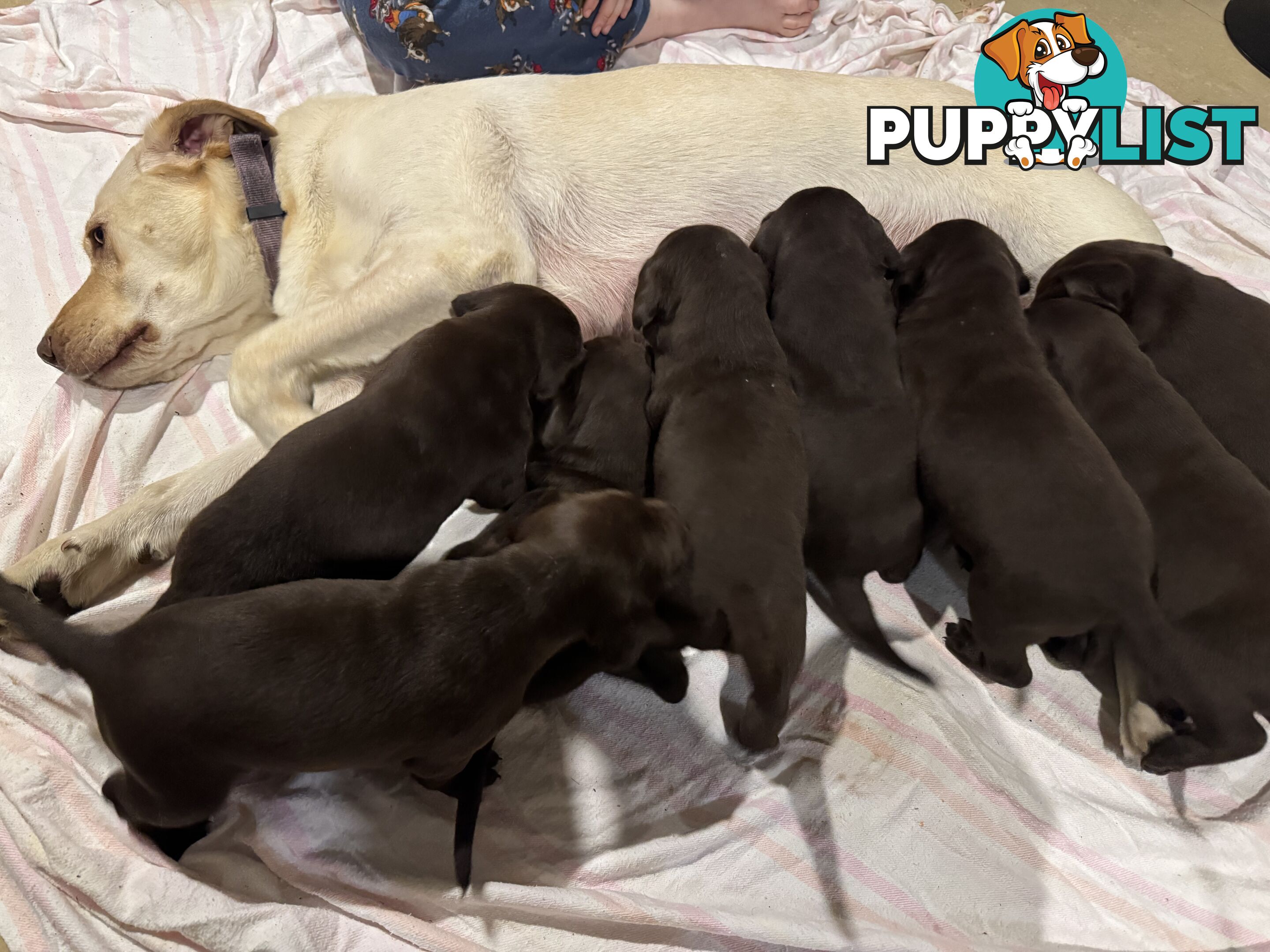 German Shorthaired Pointerx Labradore puppies