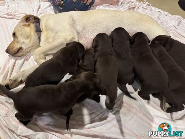 German Shorthaired Pointerx Labradore puppies