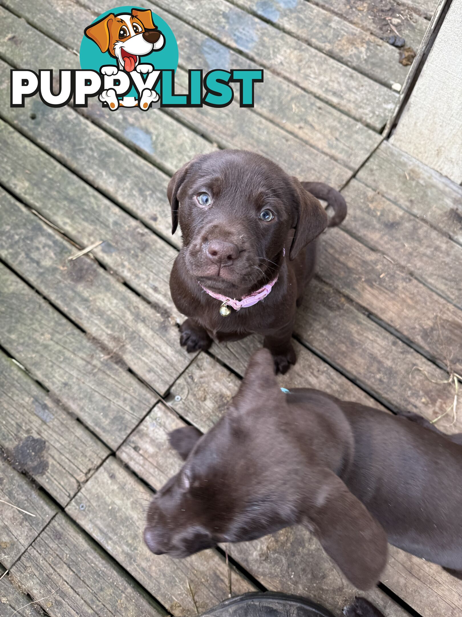 German Shorthaired Pointerx Labradore puppies