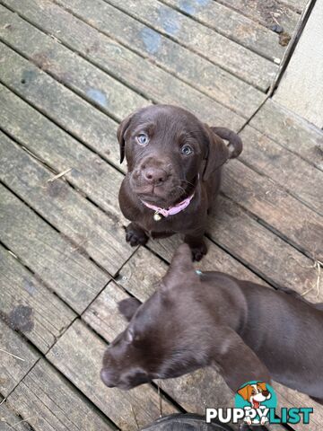 German Shorthaired Pointerx Labradore puppies