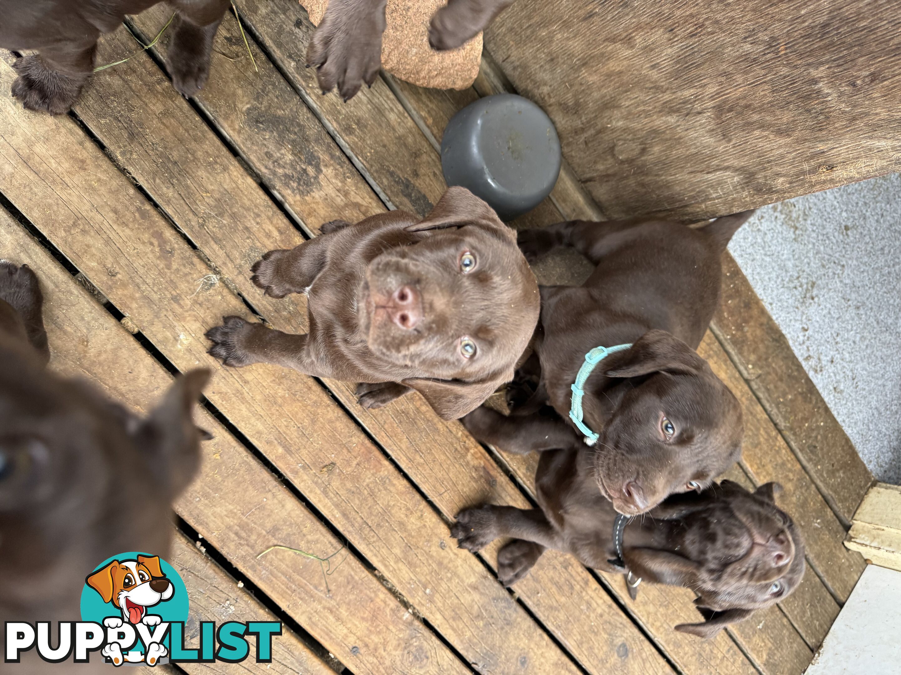 German Shorthaired Pointerx Labradore puppies