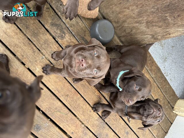 German Shorthaired Pointerx Labradore puppies