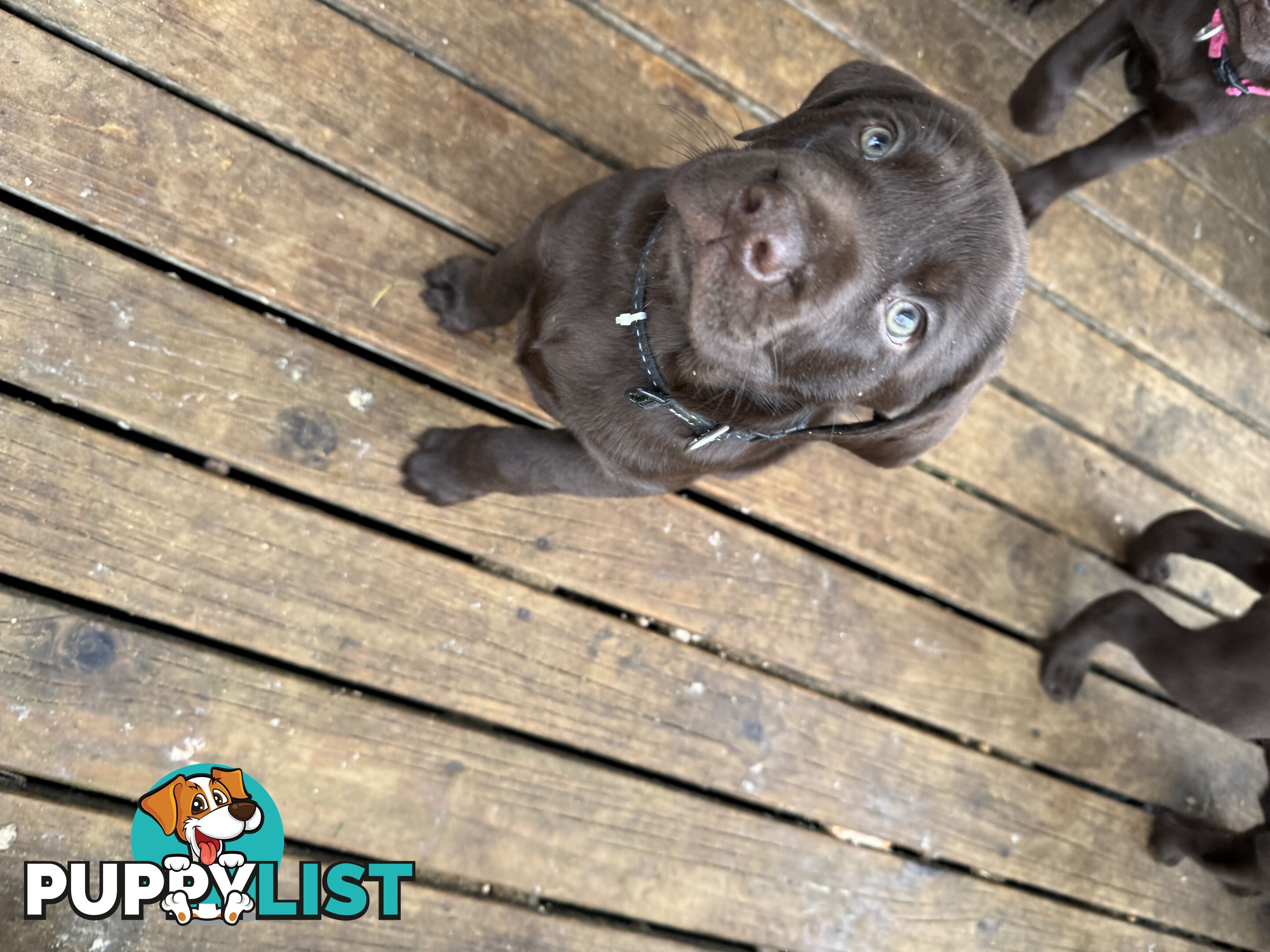 German Shorthaired Pointerx Labradore puppies
