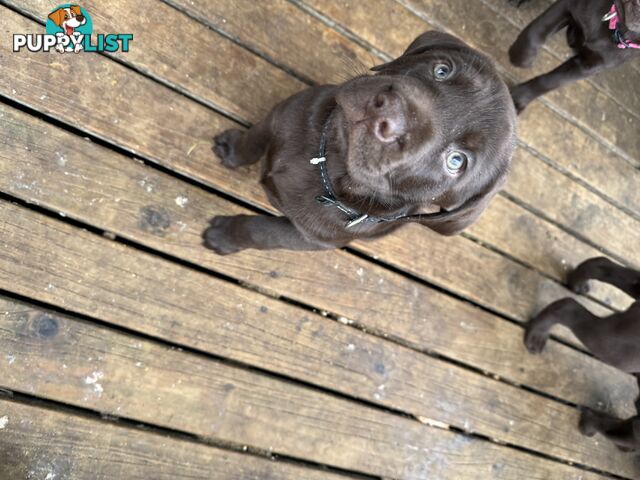 German Shorthaired Pointerx Labradore puppies