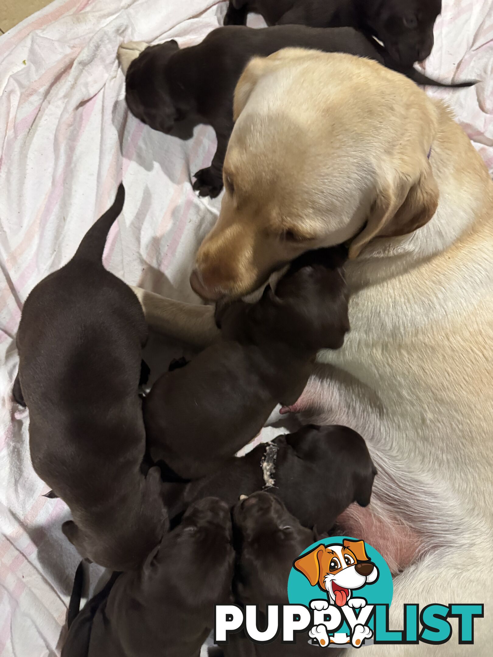 German Shorthaired Pointerx Labradore puppies