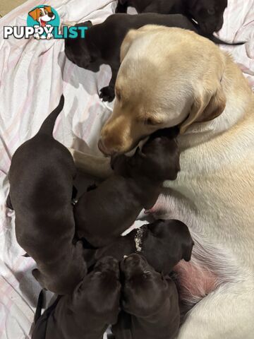 German Shorthaired Pointerx Labradore puppies