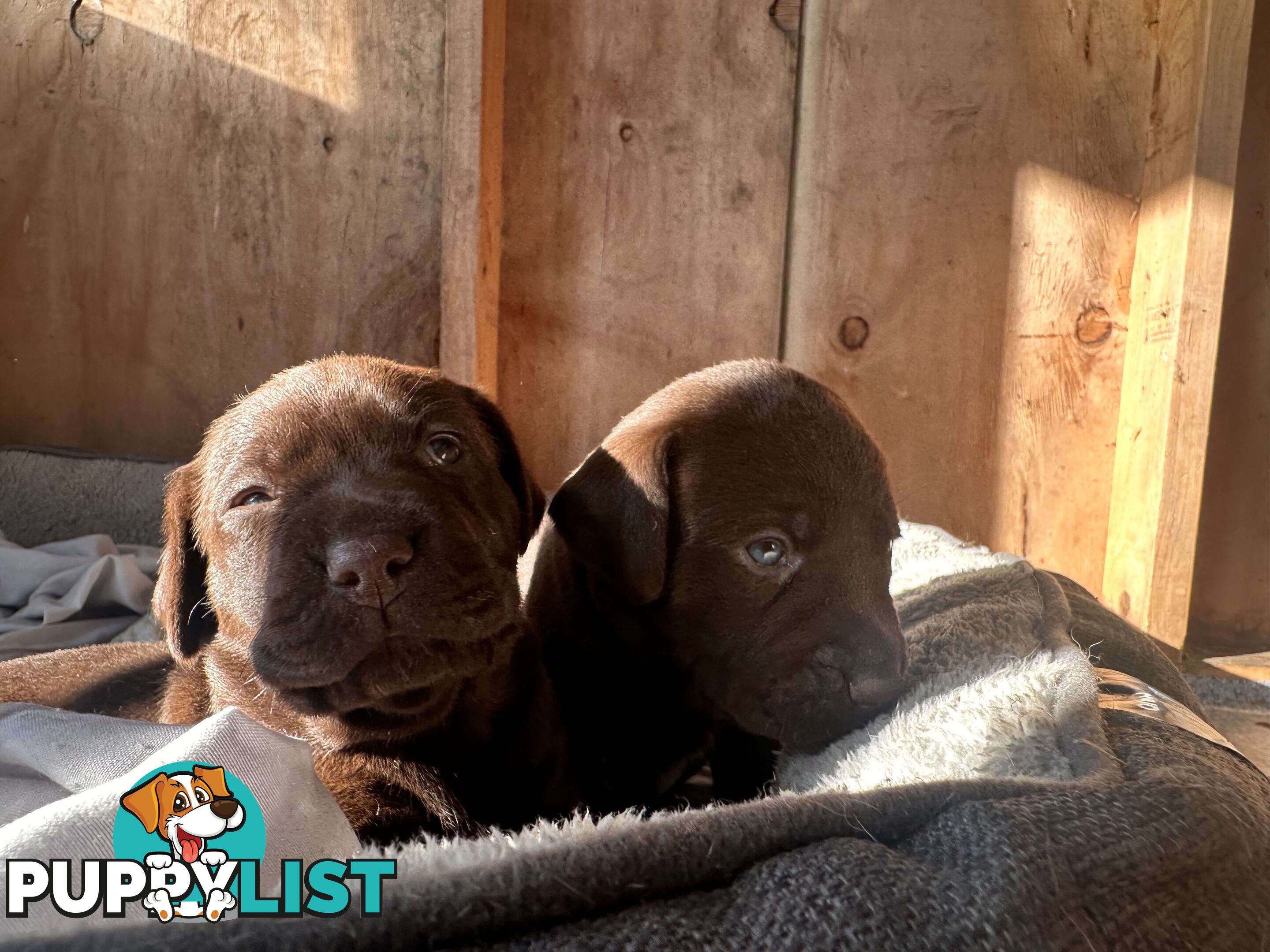 German Shorthaired Pointerx Labradore puppies