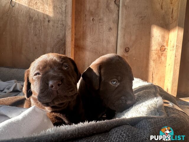 German Shorthaired Pointerx Labradore puppies