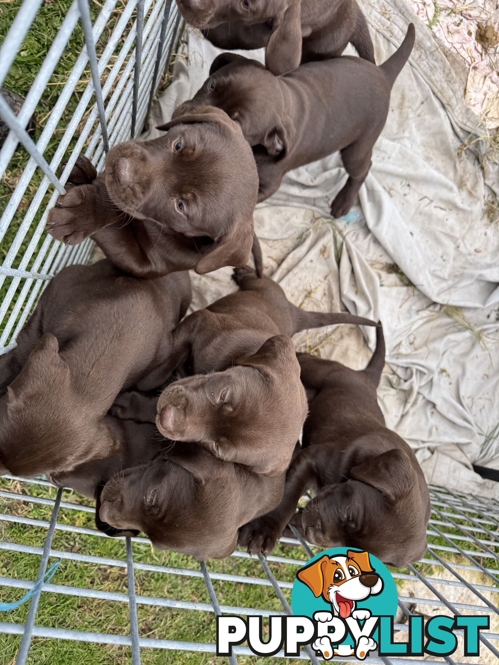 German Shorthaired Pointerx Labradore puppies