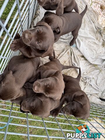 German Shorthaired Pointerx Labradore puppies